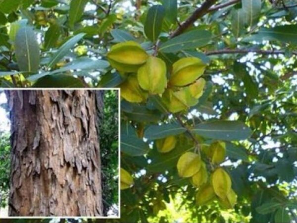 Arjuna Bark | Terminalia Arjuna | Arjun ki Chaal | چھال ارجن