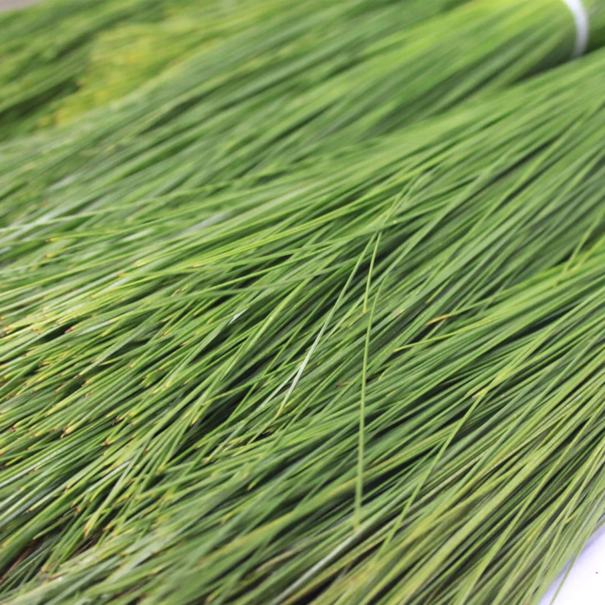 Barg e Sanober | Sanober leaves | | Pine Leaves | برگ سنوبر ، صنوبر کے ...