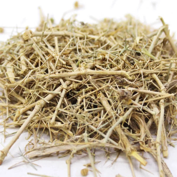 Fagonia Arabica | Dhamasa Booti | Suchi Booti | / دھماسہ بوٹی