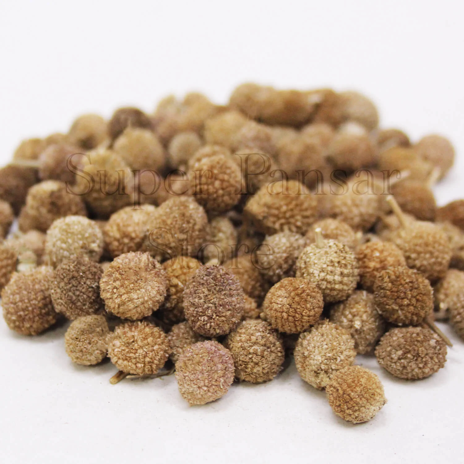 Mundi-Botti-1.webp Gul Mundi | Indian Globe Thistle | Mundi Booti | Sphaeranthus Indicus | منڈی بوٹی | گل منڈی - Image 1
