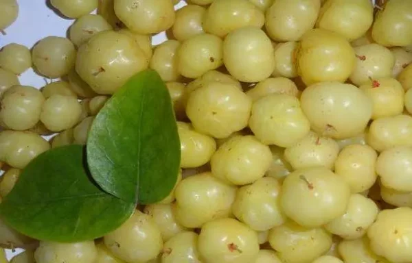 Amla Murabba (Amle Ka Murabba)