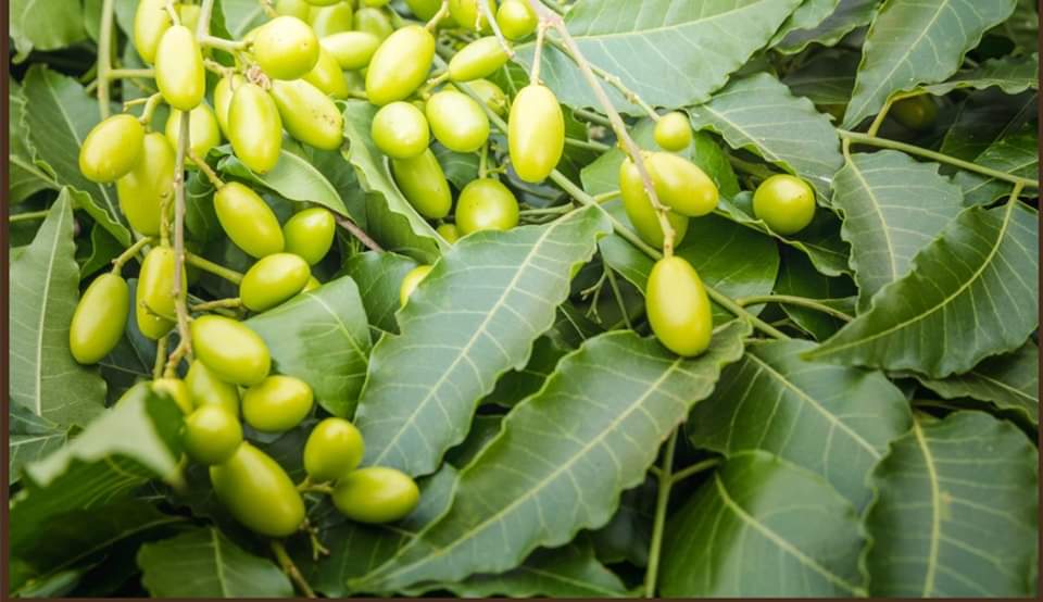 neem-seeds.jpg Dry Neem Seeds | Azadirachta Indica | تخم نیم | نیم کے بیج | نیم کی نمولی - Image 1
