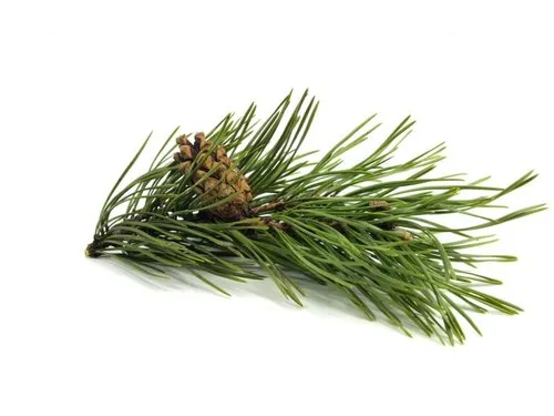 pine-black-oil2.webp Barg e Sanober | Sanober leaves | | Pine Leaves | برگ سنوبر ، صنوبر کے پتے - Image 1